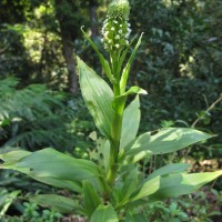 Goodyera procera (Ker Gawl.) Hook.